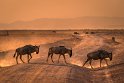 100 Amboseli Nationaal Park